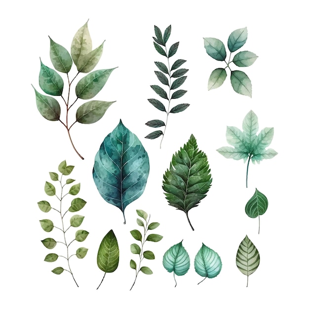 Vector watercolor illustrations Botanical clipart Set of Green leaves herbs and branches Floral Design elements Perfect for wedding invitations greeting cards blogs posters and more