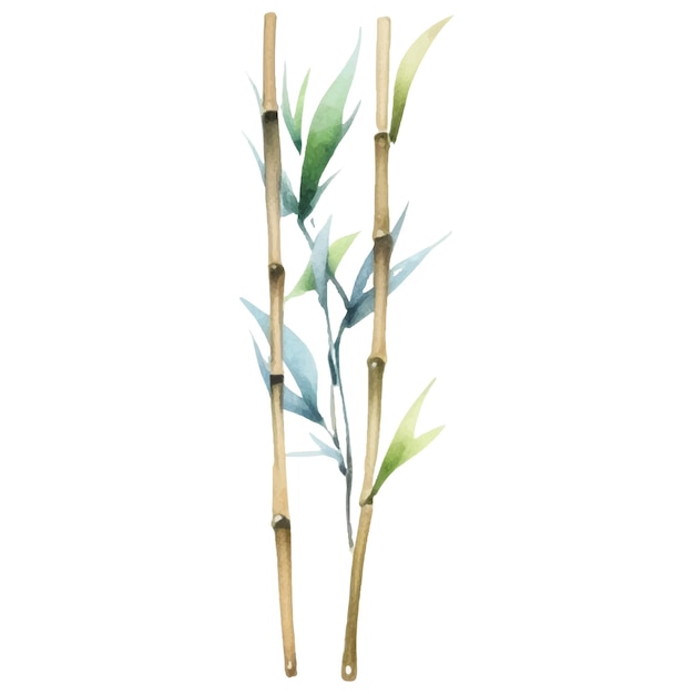 Vector watercolor painted bamboo Hand drawn flower design elements isolated on white background