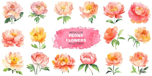 Vector vector watercolor painted peony flowers hand drawn design elements isolated on white background