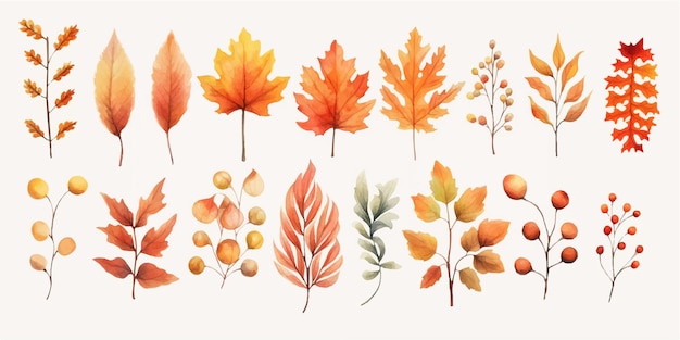 Vector watercolor Set of fall leaves maple leaf acorns berries spruce branch Forest design elements Hello Autumn illustrations Perfect for seasonal advertisement invitations cards