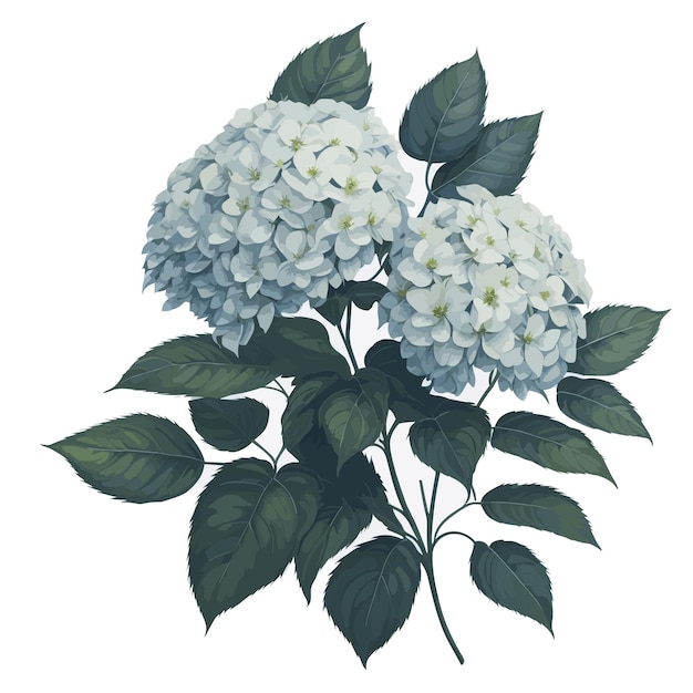 Vector Watercolor smooth hydrangea clipart floral blossom