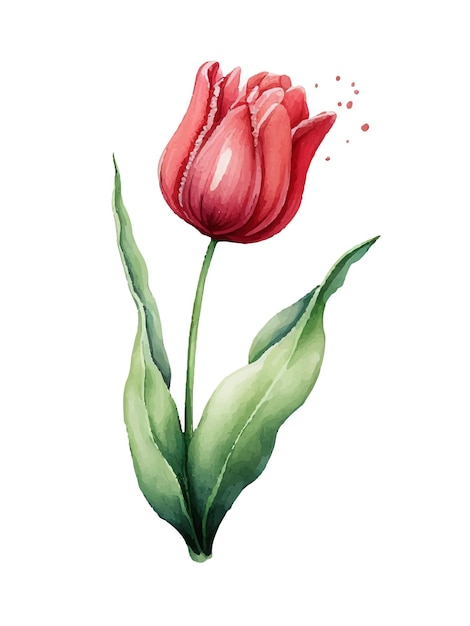 Vector Watercolor Spring red Tulips illustration set