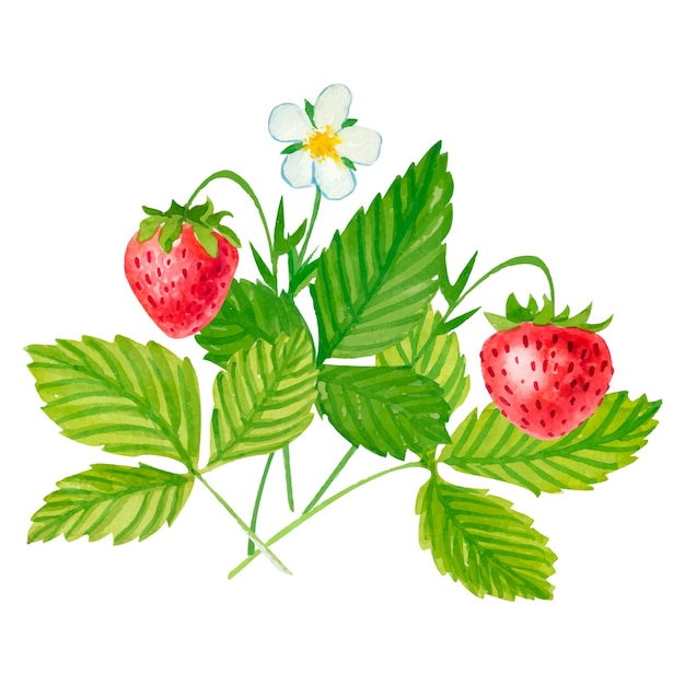 Vector Watercolor strawberry with white Background