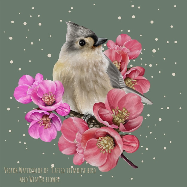 Vector Watercolor of Tufted titmouse bird and Winter flower