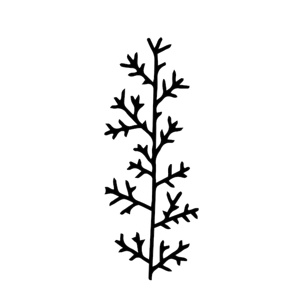 Vector winter herb doodle illustration