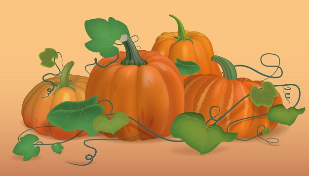 Vegetable harvest, ripe pumpkins, harvesting season.