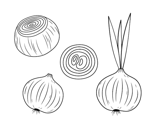 Vegetable onion bulb and ring Fresh Peeled onion icon isolated on white Vector outline illustration