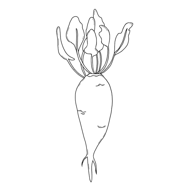 Vegetable root. Sugar beet Beetroot with leaves. Harvest. Linear hand drawing, outline