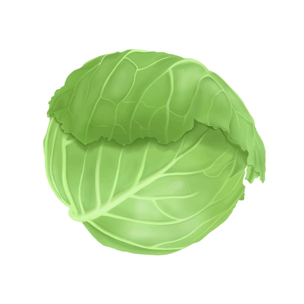 Vegetables Green Cabbage Painting on White Background