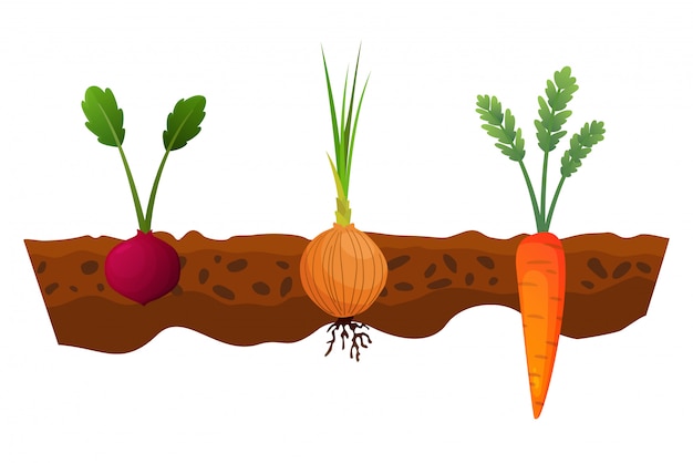 Vegetables growing in the ground. One line onion, carrot. Plants showing root structure below ground level. Organic and healthy food. Vegetable garden banner. Poster with root veggies