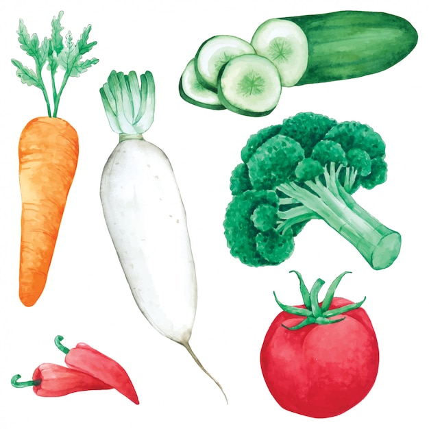 Vegetables set hand paint in watercolor