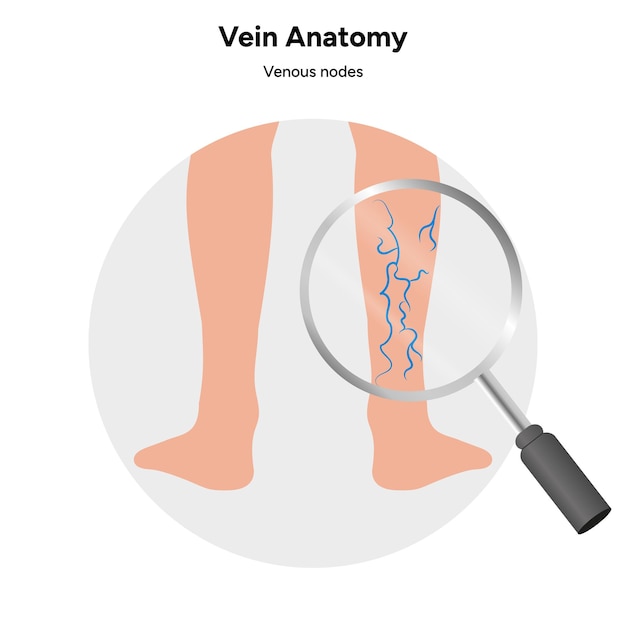 Vein anatomy zoom Venous nodes