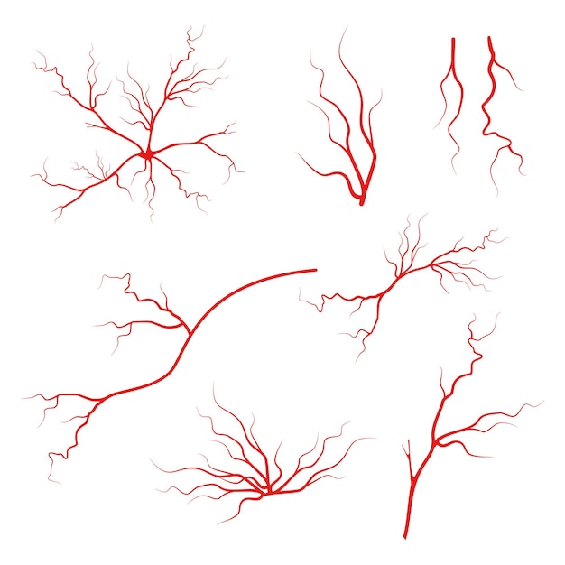 Veins icon set