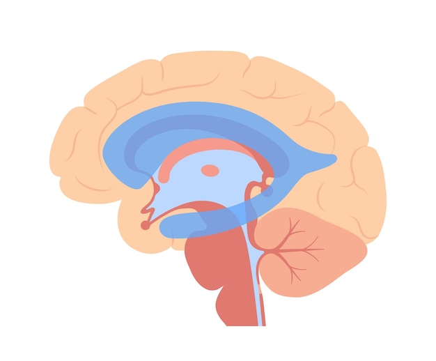 Vector ventricular system anatomy