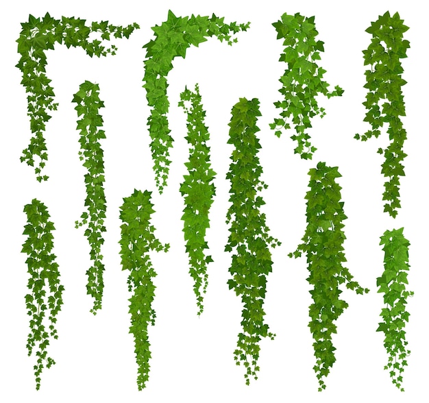 Vertical isolated ivy lianas cartoon vector set