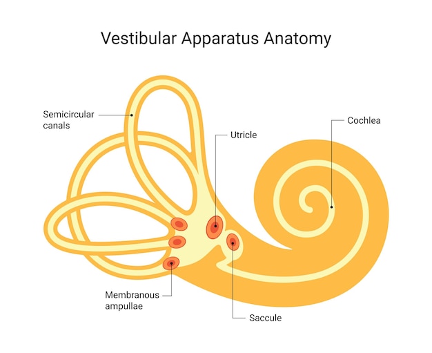 Vestibular Apparatus Anatomy System