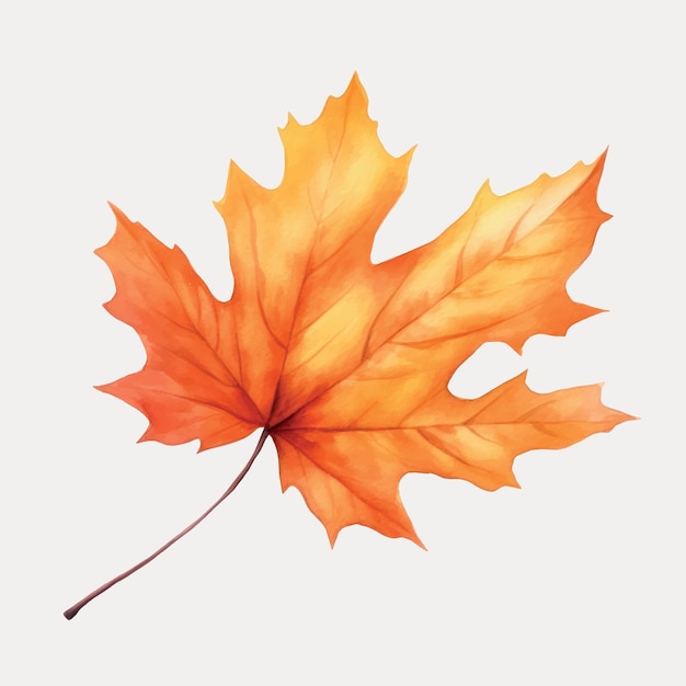 Vibrant autumn maple leaf illustration