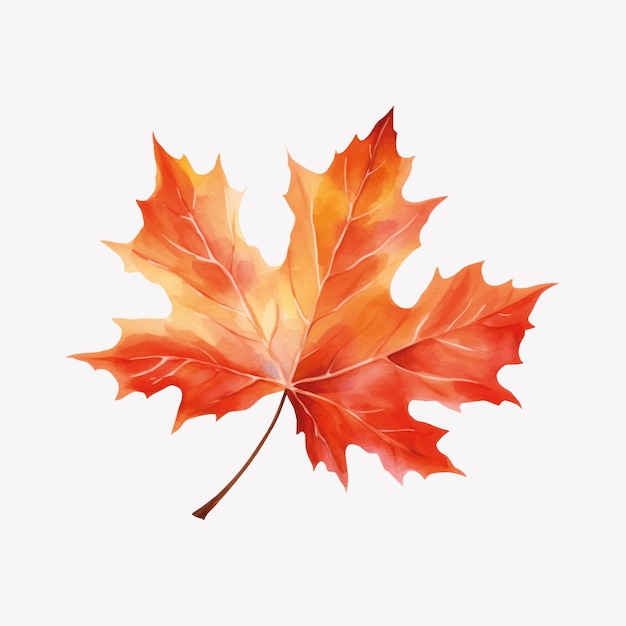 Vibrant autumn maple leaf illustration