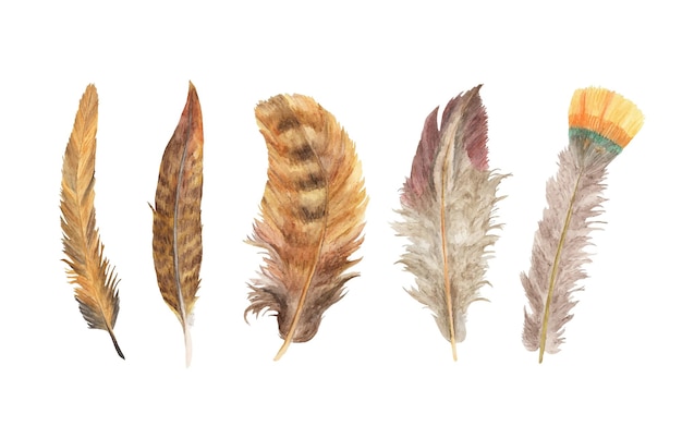 Vibrant feather set. Bird feather. Boho style wings. Watercolor illustration.