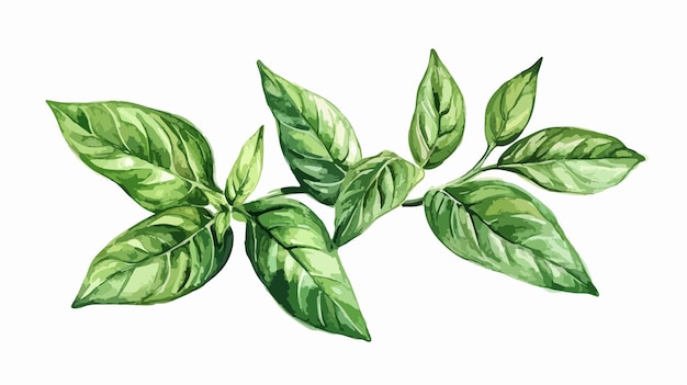 Vector vibrant fresh basil leaves watercolor illustration