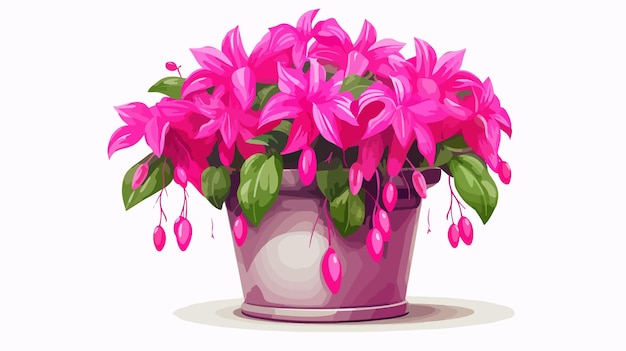 Vector vibrant fuchsia plant in pot isolated on white background