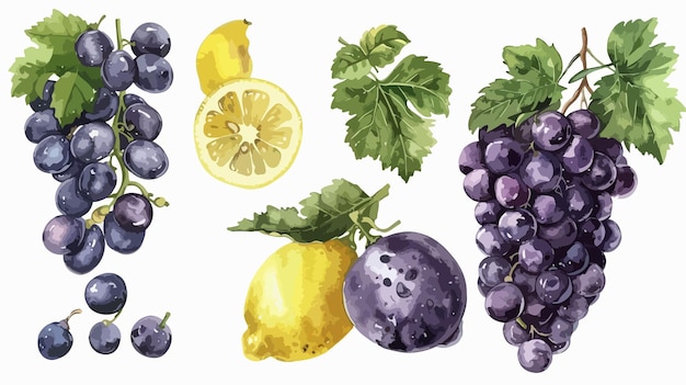 Vector vibrant grape bunch leaf and lemon watercolor illustration set