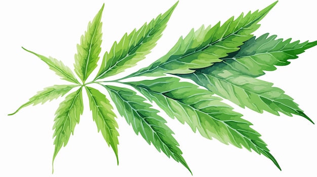 Vector vibrant green cannabis leaf closeup for botanical and medical concepts