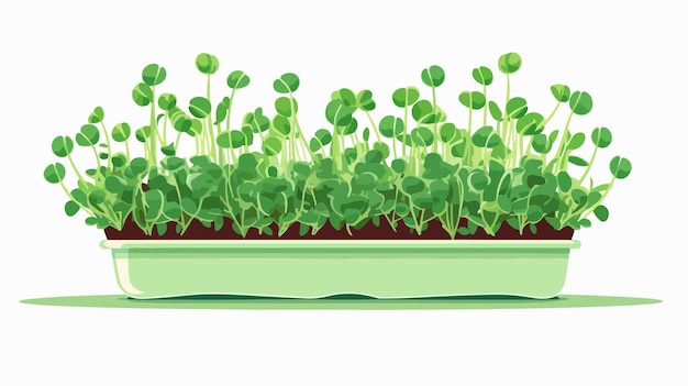 Vector vibrant green microgreens in pot with fresh leaf healthy plant growth concept