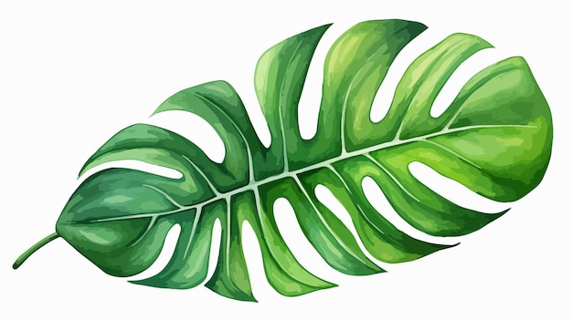 Vibrant HandDrawn Watercolor Illustration of Fresh Green Monstera Leaf