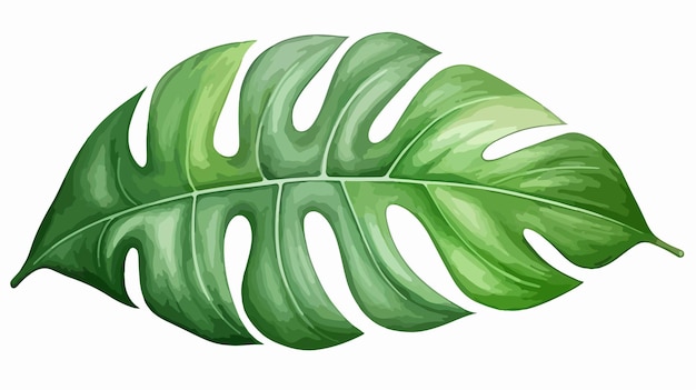 Vibrant HandDrawn Watercolor Illustration of Fresh Green Monstera Leaf