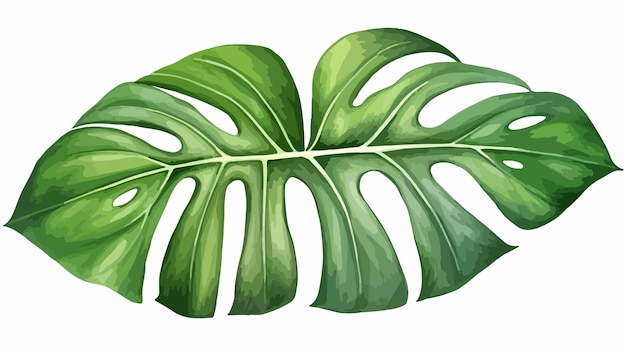 Vibrant HandDrawn Watercolor Illustration of Fresh Green Monstera Leaf