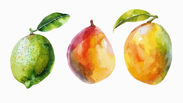 Vector vibrant handdrawn watercolor illustration of sapodilla mango lime