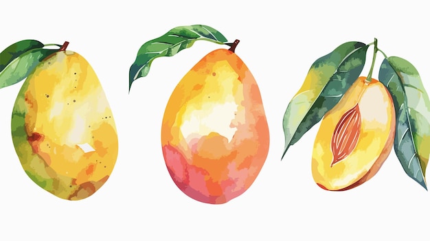 Vector vibrant mango botanical watercolor illustration