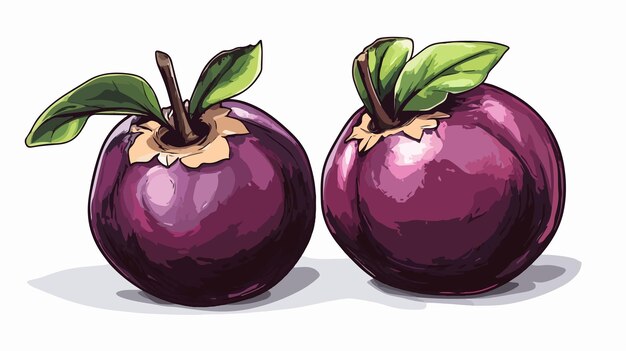 Vector vibrant mangosteen fruit vector illustration with hand drawn style