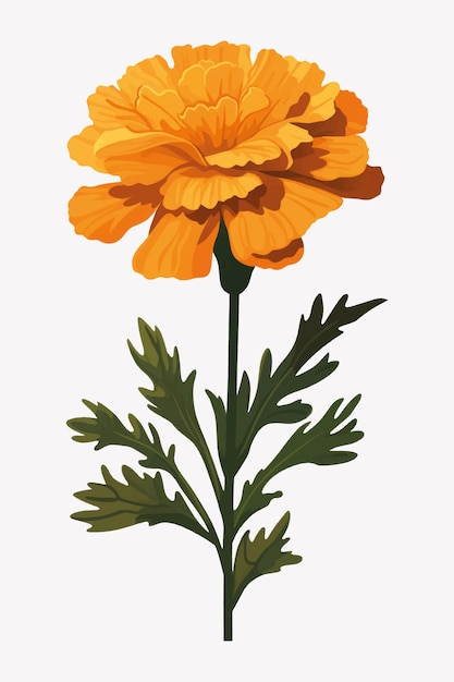 Vector vibrant marigold flower illustration