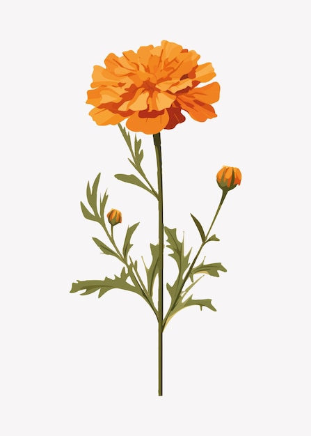 Vector vibrant marigold flower illustration