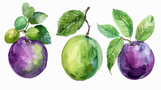 Vector vibrant plum lime mint watercolor handdrawn illustration set