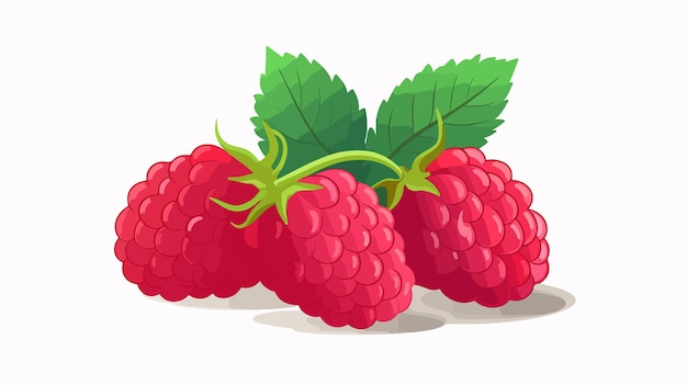 Vector vibrant raspberry fruit flat vector illustration on white background