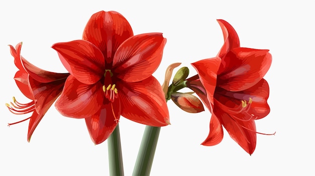 Vibrant Red Amaryllis Flower Blooming Isolated with Clipping Path