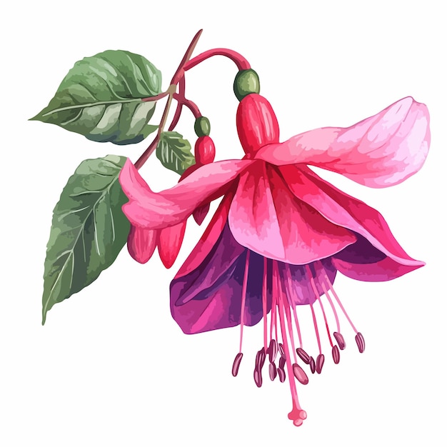 Vibrant Watercolor Fuchsia Flower on White Background