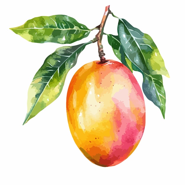 Vector vibrant watercolor mango on branch isolated illustration