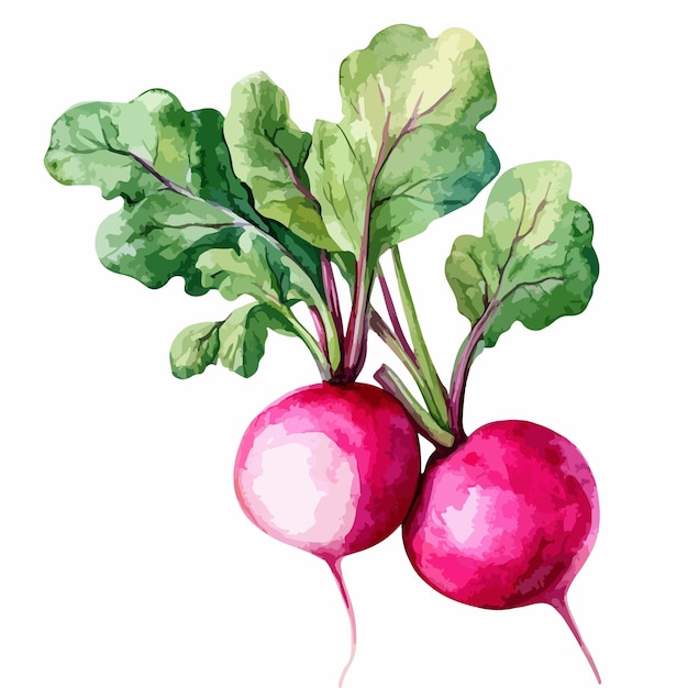 Vibrant Watercolor Radish Illustration for Culinary Designs