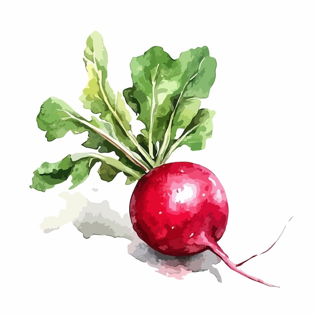 Vibrant Watercolor Red Radish Isolated on White Background