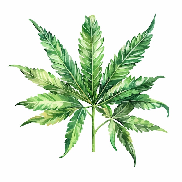 Vector vibrant watercolor vector of marijuana leaves isolated on white background