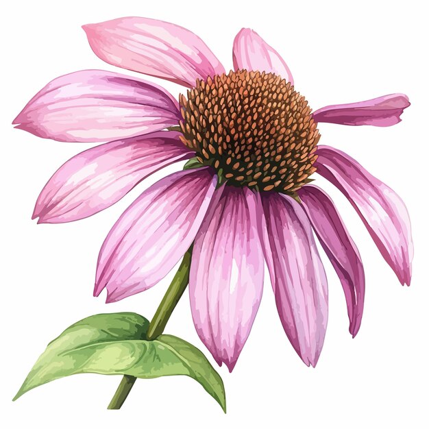 Vibrant Watercolor Vector Purple Coneflower Illustration