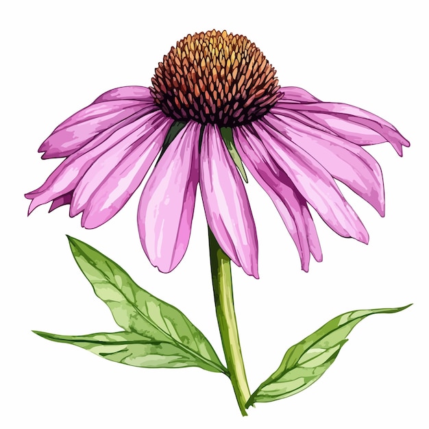 Vibrant Watercolor Vector Purple Coneflower Illustration