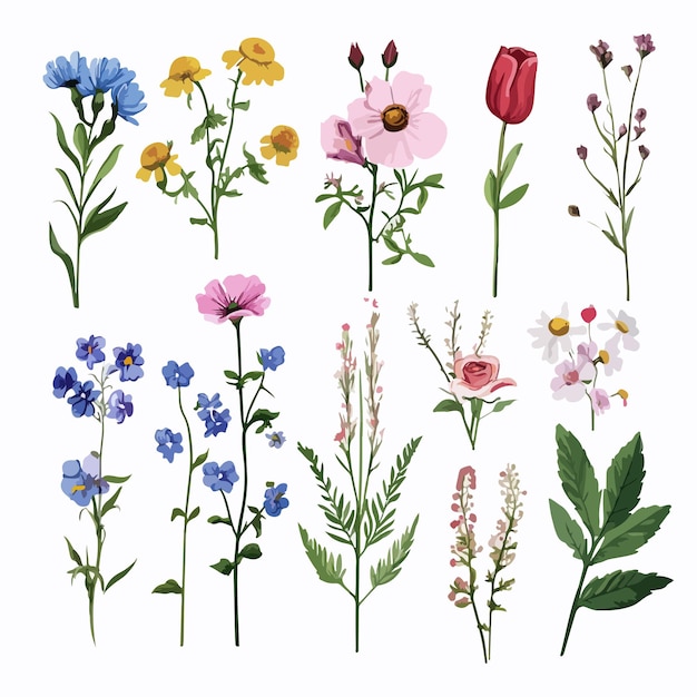 Vector vibrant wild flower illustrations in flower vector graphics