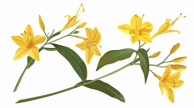 Vector vibrant yellow gagea lutea flower on starofbethlehem plant