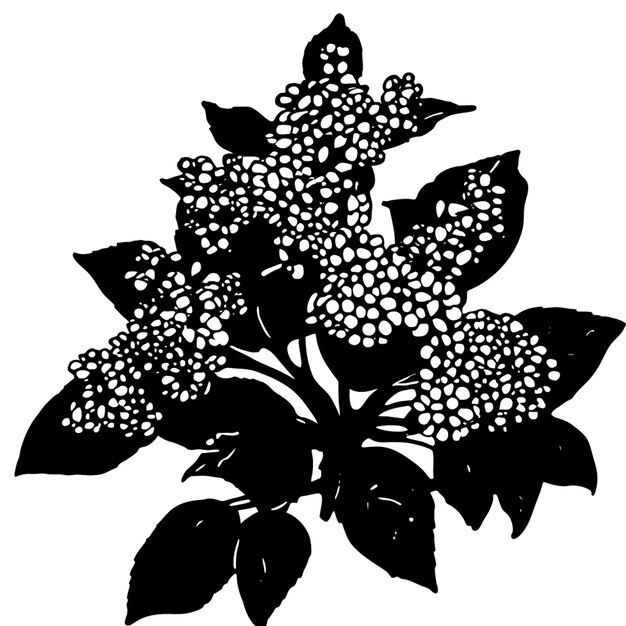 Vector viburnum vector illustration linocut