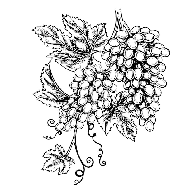 A vine with clusters of grapes Vector graphics black and white handdrawn illustration